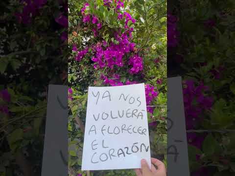 Ya nos volverá a florecer el corazón #flor #frases #arbol - Torna Gris - Artista Mexicano